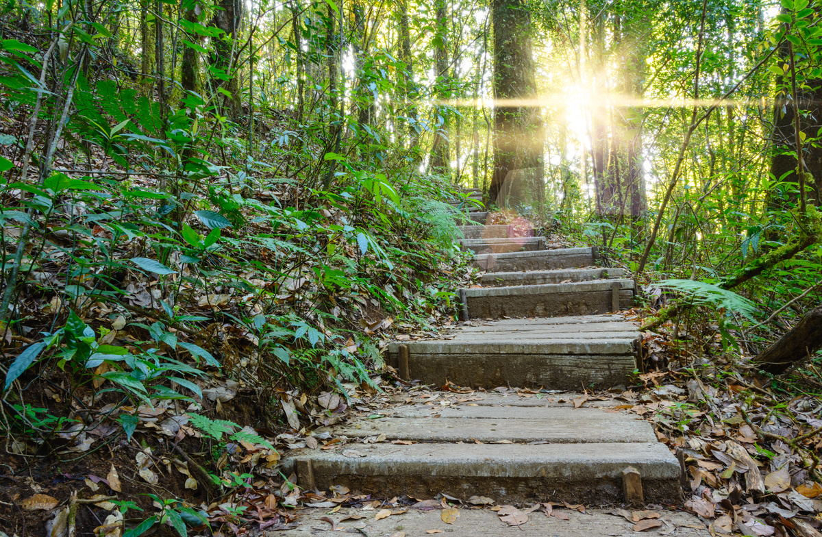 Forrest stairs.